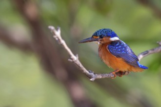Crested Kingfisher, Corythohrnis cristatus, (Alcedo cristata), Kingfisher family, Malachite
