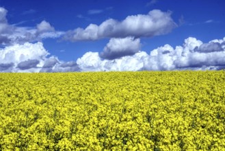 Rapeseed field and cloudy blue sky, Neinstedt, 5.05.2021