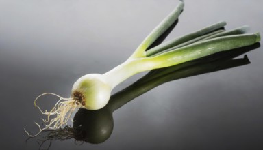 Vegetable, spring onion or spring onion, also known as winter onion, Allium fistulosum