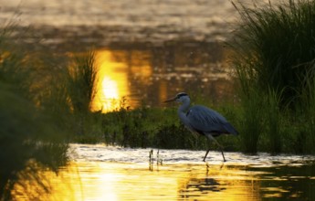 Grey heron (Ardea cinerea), morning light, backlight, water, Lower Austria