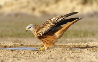 Red kite (Milvus milvus) bathing, Pyrenees, Spain, Europe