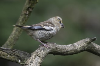 Hawfinch (Coccothraustes coccothraustes), young bird, Emsland, Lower Saxony, Germany, Europe