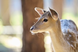 European fallow deer (Dama dama) youngster, portrait, in a forest, Bavaria, Germany, Europe