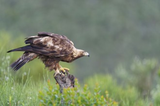 Golden eagle (Aquila chrysaetos) on its perch, a tree stump, Extremadura, Spain, Europe