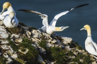 Northern Gannet, Morus bassanus, birds on cliff, Bempton Cliffs, North Yorkshire, England, United