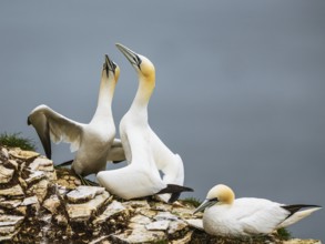 Northern Gannet, Morus bassanus, birds on cliff, Bempton Cliffs, North Yorkshire, England, United