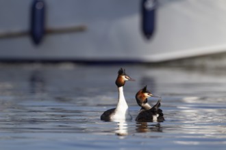 Great crested grebe (Podiceps cristatus) two adult birds performing their courtship display on a