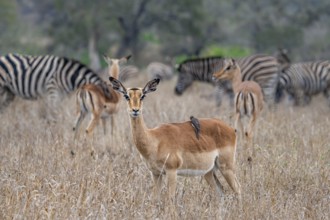Impala (Aepyceros melampus), female with Red-billed Oxpecker (Buphagus erythrorynchus), in tall