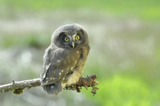 Tengmalm's owl (Aegolius funereus), young bird sitting on a branch, animal portrait,