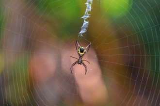 Wheel web spider (micrathena brevipes) in a spider web, Tortuguero National Park, Costa Rica,