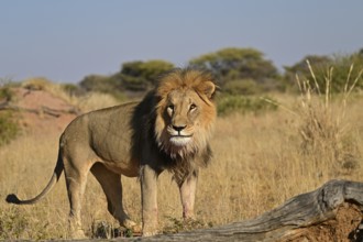 Lion (Panthera leo) male, standing in the grass in the savannah, Okonjima Game Farm, Namibia,