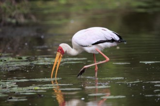 Glutton (Mycteria ibis), adult, in the water, foraging, Kruger National Park, Kruger National Park,