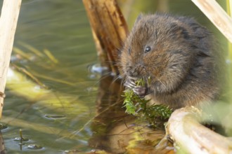 Water vole (Arvicola amphibius) adult rodent animal feeding on pondweed in a reedbed on a pond,