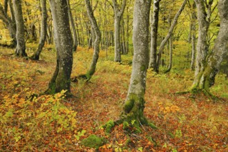 Gnarled beech forest in autumn on the Weissenstein, Swiss Jura in the canton of Solothurn,