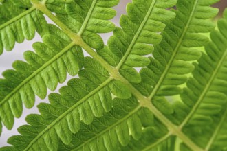 Close-up of a green fern shows its complex texture