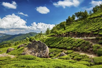 Kerala India travel background, green tea plantations in Munnar, Kerala, India, Asia