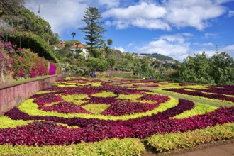 Flowerbeds planted as a pattern, Botanical Garden, Jardim Botanico, Funchal, Madeira, Portugal,