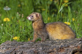 Erythristic European polecat (Mustela putorius) on the hunt, looking for prey from fallen tree