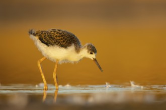 Black-winged Stilt (Himantopus himantopus) juvenile foraging, North Rhine-Westphalia, Germany,