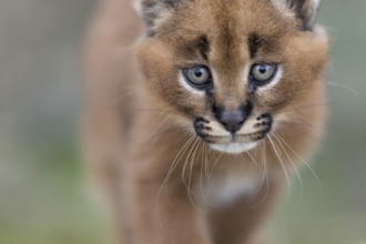 Caracal (Caracal caracal) cub portrait, Castile-La Mancha, Spain, Europe