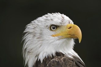 Bald eagle (Haliaeetus leucocephalus), portrait, captive, occurrence in North America