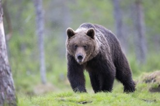 Brown bear (Ursus arctos) in the Finnish taiga, Kuusamo, Finland, Europe