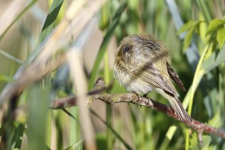 Chiffchaff or willow warbler (Phylloscopus collybita), sleeping animal in the biotope,