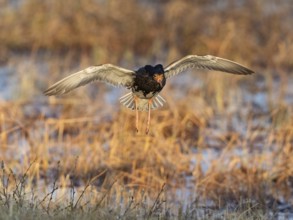Ruff (Calidris pugnax) male in breeding plumage, flying in to land at lek, Pokka, Finnish Lapland