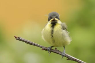 Great tit (Parus major), young bird, North Rhine-Westphalia, Germany, Europe