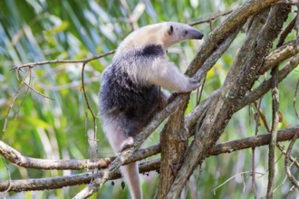 Southern tamandua (Tamandua tetradactyla) Pantanal Brazil
