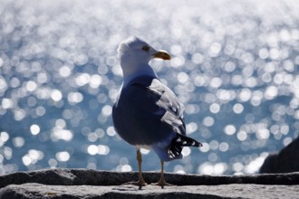 Seagull in front of the glittering waters of the Baltic Sea, Mecklenburg-Vorpommern, Germany,
