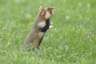 Field hamster (Cricetus cricetus), standing upright in meadow, Vienna, Lower Austria, Austria,
