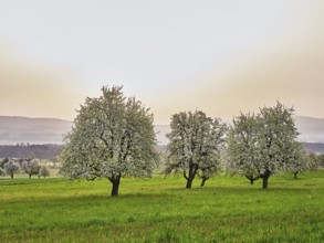 Blossoming pear trees in front of a sky full of Sahara dust, Beinwil Freiamt, Canton Aargau,
