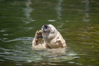 Polar bear (Ursus maritimus) swimming in the water, captive, Germany, Europe