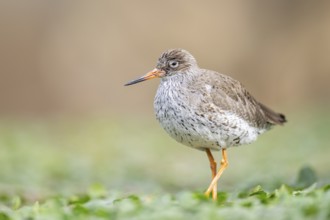 Common redshank (Tringa totanus) walking on a meadow, Bavaria, Germany, Europe