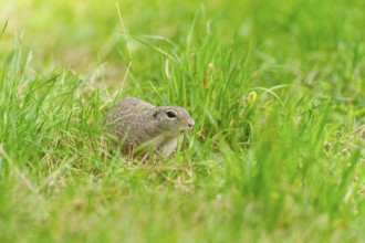 European ground squirrel (Spermophilus citellus) on a meadwo, Bavaria, Germany, Europe