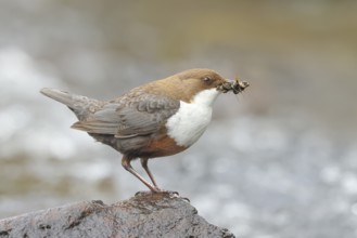 White-throated Dipper (Cinclus cinclus) on a stone on the bank of a river, wildlife, nature
