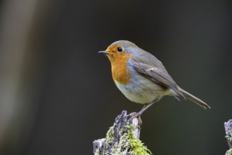 European robin (Erithacus rubecula) Germany