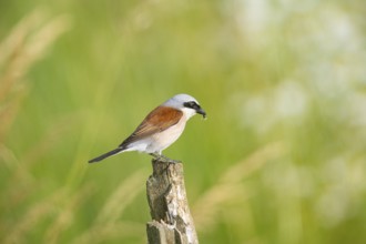 Red-backed shrike (Lanius collurio) ml Germany
