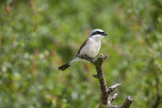 Red-backed shrike (Lanius collurio) ml Germany