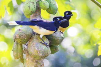 Plush-crested jay (Cyanocorax chrysops) Pantanal Brazil