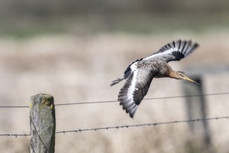 Black-tailed godwit (Limosa limosa), Lower Saxony, Germany, Europe