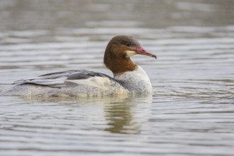 Goosander (Mergus merganser) wbl Germany