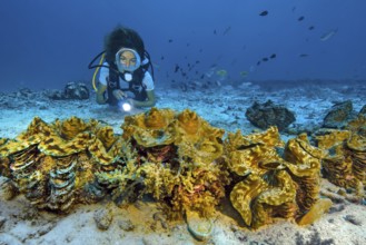 Underwater photo of female diver looking at illuminated group of giant clams (Tridacna maxima)