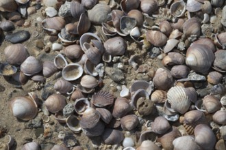 Shells on the beach of Valdevaqueros, Cádiz, Spain, Europe