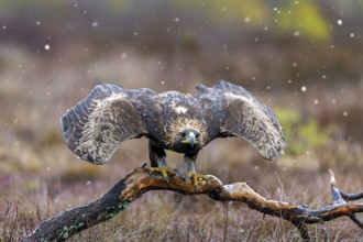 European golden eagle (Aquila chrysaetos chrysaetos) taking off from branch in moorland, heathland