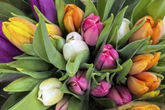 Colourful bouquet of tulips Bouquet of tulips, international