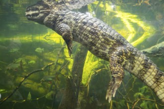 Saltwater crocodile (Crocodylus porosus) swimming in the water, captive
