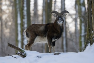 Mouflon (Ovis-gmelini) in winter in the forest, Vulkaneifel, Rhineland-Palatinate, Germany, Europe