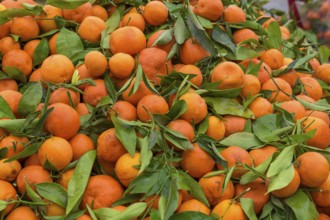 Market sale of oranges and clementines in the medina of Essaouira, Morocco, Africa